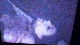 Cajun psychos murder/SA whore.VHS. Lab restoration