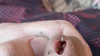 small fly eat precum