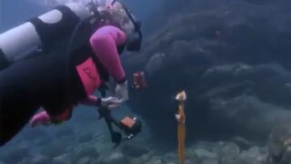 Poor diver gets attacked and drowns