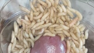 Futter für maggots cbt insertion bdsm pervers