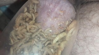 Bsf,roaches,worms