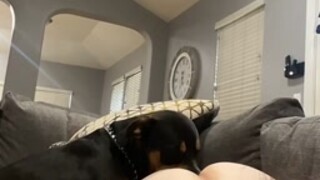 dog licks ass