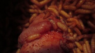 maggots dig into cock under glans rim