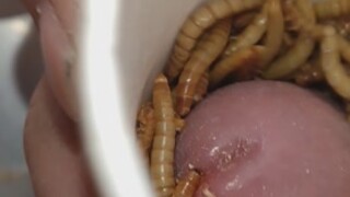 mealworm