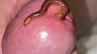 Worm Play with Tied Cock and Balls