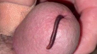 Worm Play with Tied Cock and Balls